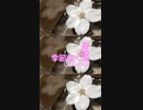 Chillout「季節吹く風 05 (きせつふくかぜ)」※春・01321-S