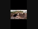 猫島でカリカリに群がる猫達#Shorts【野良猫】【感動猫】