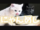 #41 にゃんこ達のランチタイム Kitten lunch time.