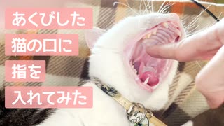 あくびしている猫の口に指をそっと入れてみた