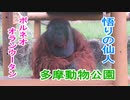 悟りの仙人：ボルネオオランウータン(多摩動物公園)