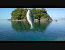 日本海でのんびり海釣り！堤防釣りでグレ・メジナ【フカセ釣り・ウキ釣り】