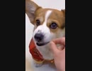 ホモと見る餌やりエアプにキレる犬