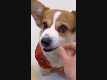 ホモと見る餌やりエアプにキレる犬