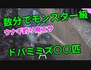 【ドバミミズの採り方】ウナギ釣り用生餌！数分で〇〇匹！モンスター級のドバミミズが採取できます！