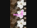 Chillout「季節吹く風 06 (きせつふくかぜ)」※春・01322-S