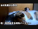 長女の『耳かき初成功』を学び、実践する妹猫