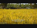 小麦と農耕【アサクリオデッセイ ディスカバリーツアー】
