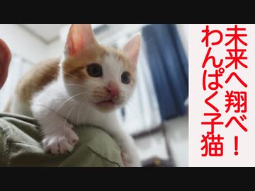 わんぱく保護子猫、巣立ち前の最終試練に挑む