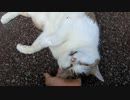 【～猫なのです～】手の上でオヤスミ( ¯꒳¯ )Zzz眠…。