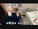 爪切り確定の猫...