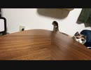猫がブチ切れてこうなりました…父さんがこれだから。