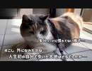 初めての猫の散歩がこんな感じでした・・・