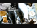 今週のおやつ（本隊）【蒼民家の猫々】