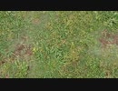 カンガルーがいたぞ！？