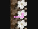 Chillout「季節吹く風 07 (きせつふくかぜ)」※春・01323-S