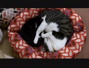眠り猫　