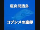 コブシメの産卵・沖縄ダイビング