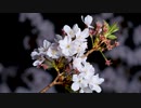 夜桜　