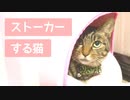 おねえちゃん猫をストーカーする子猫
