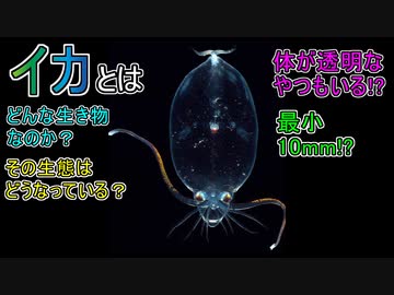 イカ(ツツイカ)とはどんな生き物なのか／その生態はどうなっている？【ゆっくり解説】