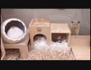 〇〇に驚くハムスター