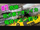 【#7 イカ釣り動画】奇跡が起きた！巨大春アオリイカがヤエン釣りで釣れちゃいました！福井県敦賀！