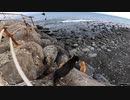 猫島の猫達が何かを発見！？追いかけてみるとそこは・・・【野良猫】【感動猫】