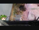 【爬虫類・両生類】うちで飼育してる生き物を紹介します【ゆっくり飼育記録】