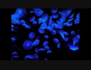 【NNIオリジナル】Jellyfish