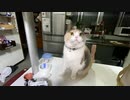 夜の猫はこんなかんじです…