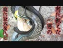 【ぴ】肉に飢えた男の庭に迷い込んだヘビの末路・・・