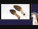 珍食材を食べるキリンたん ２／トガリアミガサタケとウワバミソウ