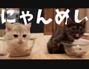 #43 一心不乱にペチャクチャ食べ続けるだけの人生 A life that just keeps eating