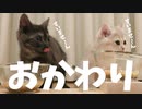 #44 育ち盛りの仔猫たちのご飯タイム kittens dinner time