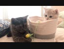 #45 小さな布かごの中の子猫 Kittens in a small cloth basket.