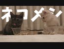 #46 子猫たちのご飯タイム Kitten's lunch & dinner time.