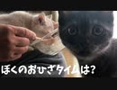 #47 ぺろのおひざごはん くろのカメラ目線 Pero's knee food, Kuro's looking at the camera
