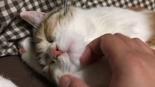 渋子の寝顔が可愛いすぎて秒で撫でてしまう