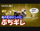 0519C①【カルガモ親子2022生まれたて】　#カルガモ親子　#カルガモ　#身近な生き物語