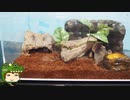 【爬虫類・DIY】レイアウトがキマる！？ジオラマバックボードを作ります！【ゆっくり飼育記録】