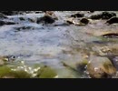 福本琢