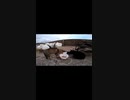 猫が相手を激しくののしる！？#Shorts【野良猫】【感動猫】