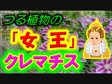 【ゆっくり解説】「女王」の二つ名を持つ花　クレマチスを解説