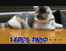 猫の物色中・・・