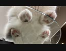 猫の足の裏超キュート・・・