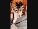 抱っこをせがむうちのねこ#ねこ #vlog
