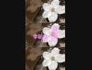Chillout「季節吹く風 09 (きせつふくかぜ)」※春・01325-S