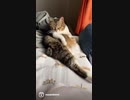 眠すぎて毛繕い途中で力尽きた…#ねこ #vlog