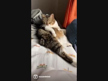 眠すぎて毛繕い途中で力尽きた…#ねこ #vlog